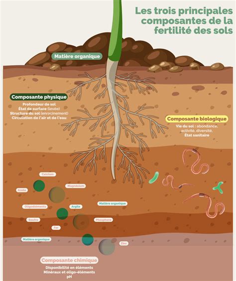 Infographie expliquant le test du slip pour la fertilité du sol