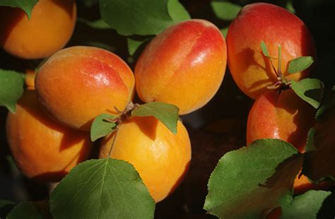 Variétés d'abricots