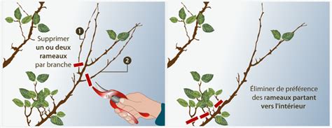 Taille d'un abricotier