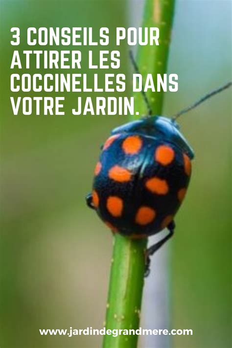 infographie sur les bienfaits des coccinelles au jardin