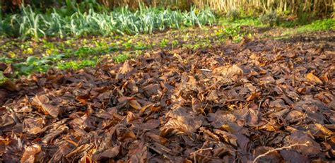 Schéma montrant la bonne et mauvaise application du paillage autour d'une plante