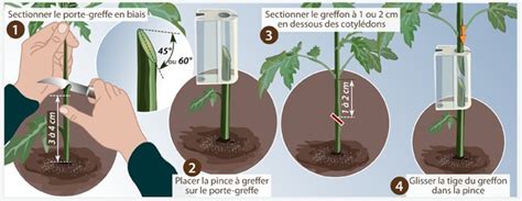 Schéma de la coupe en V sur un porte-greffe de tomate