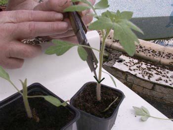 Calendrier de greffage des tomates