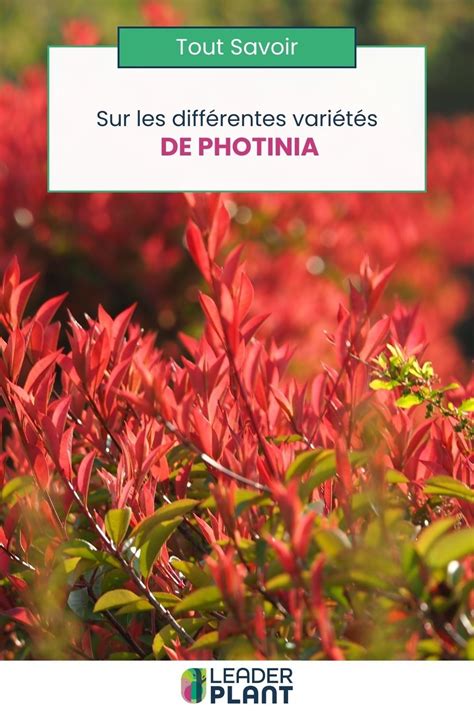 Tableau comparatif des variétés de Photinia