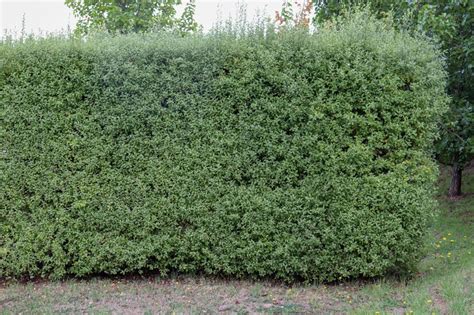 une haie bien taillée de Pittosporum au printemps