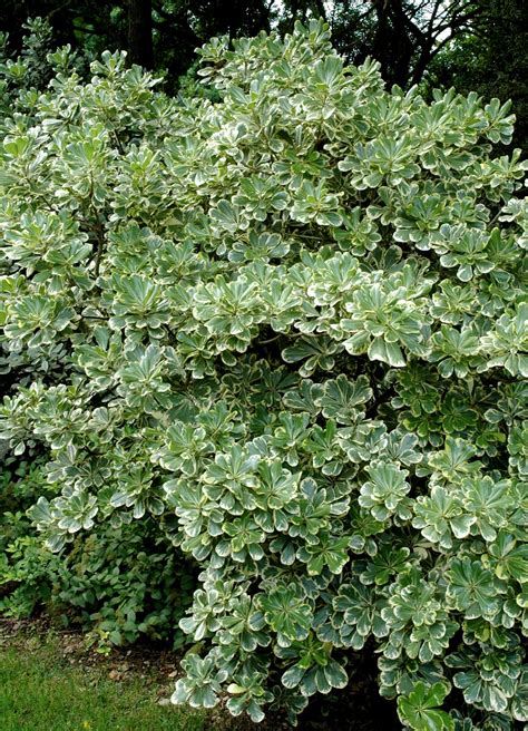 différentes variétés de Pittosporum montrant les contrastes de feuillage