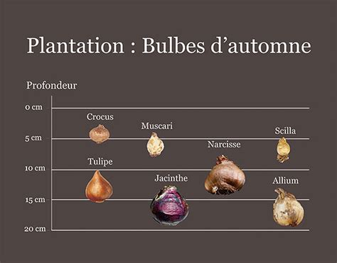 Plantation de bulbes en automne