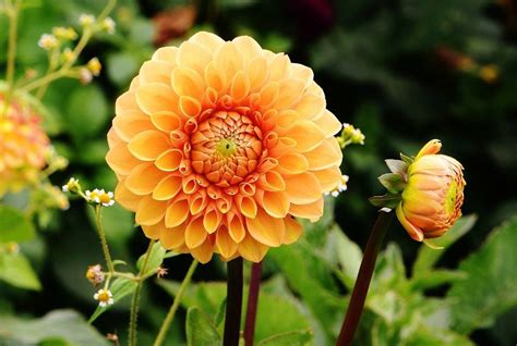 Dahlia en pleine floraison