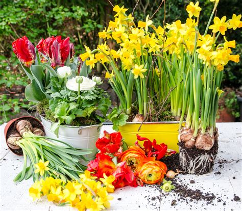 Composition florale en pot avec différents bulbes