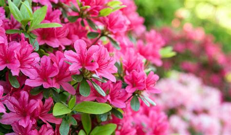 Une azalée du Japon en pleine floraison printanière dans un jardin zen