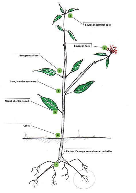 Schéma de la structure d'un chou fourrager avec sa tige et ses feuilles