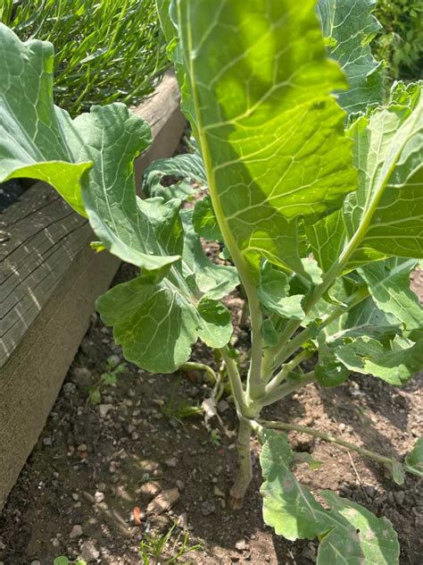 Voile anti-insectes protégeant des jeunes plants de chou fourrager