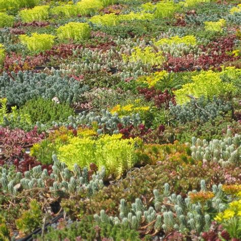 Photo d'un massif de sedum spurium en pleine floraison