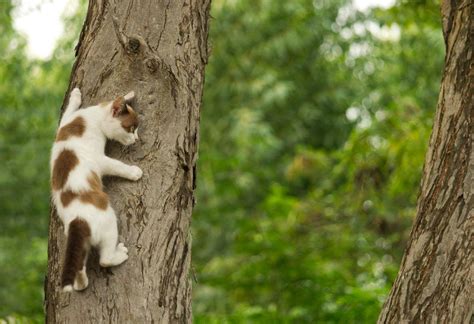 Chat essayant de grimper sur un portail