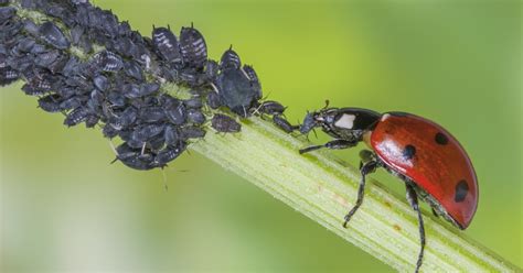 Larves de coccinelles mangeant des pucerons