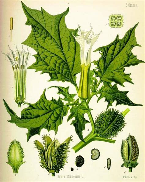 Illustration d'une plante de Datura