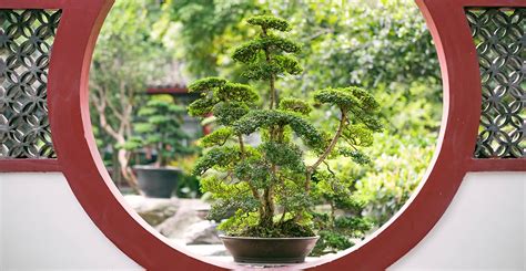 Une composition de bonsaï dans un jardin zen