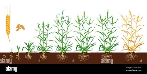 Schéma des différents stades de maturité des gousses de haricots pour la récolte