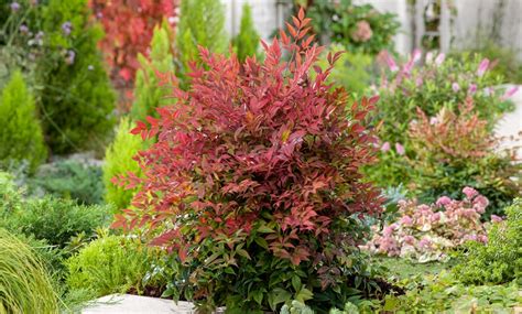 Nandina domestica en pleine floraison avec des baies