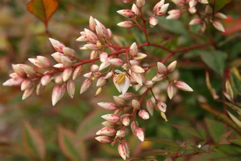 Panicules de fleurs blanches du Nandina domestica