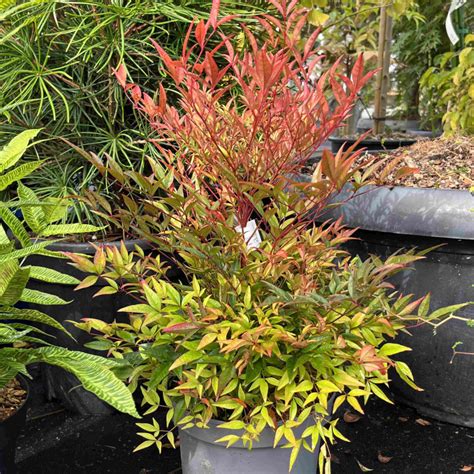 Comparaison des différentes variétés de Nandina domestica