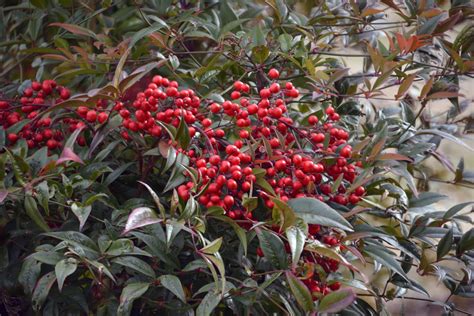 Schéma des étapes de taille d'un Nandina domestica