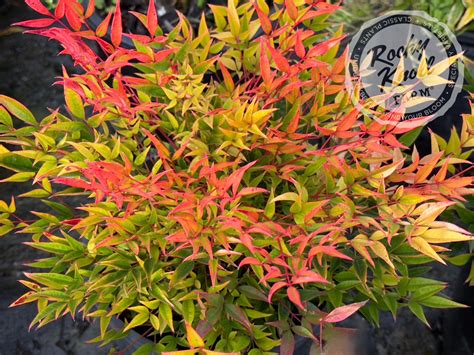 Exemple d'aménagement paysager avec Nandina domestica en massif