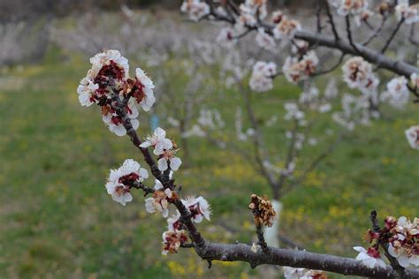 Symptômes de moniliose sur fleurs d'abricotier