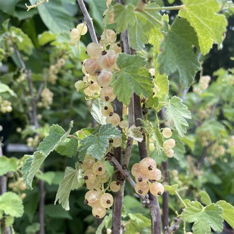 Grappes de fleurs jaune-vertes du groseillier des rochers