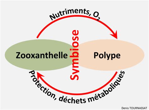 Schéma illustrant la symbiose entre un bénitier et des zooxanthelles