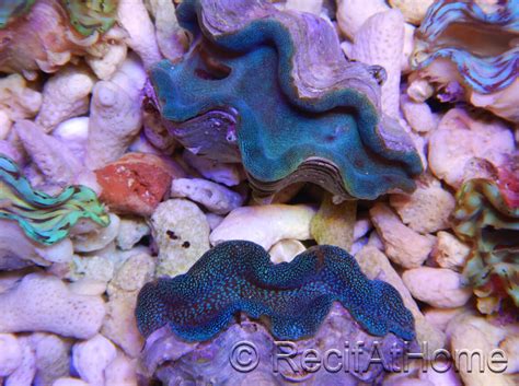 Tridacna squamosa bleu dans son milieu naturel