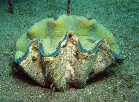 Jeune Tridacna gigas
