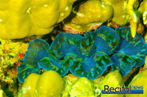 Magnifique Tridacna derasa bleu sur la Grande Barrière de Corail