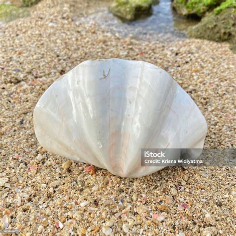 Tridacna noae dans son environnement naturel