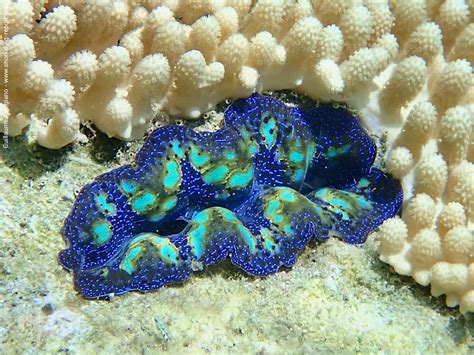 Tridacna crocea, un petit bénitier aux couleurs éclatantes