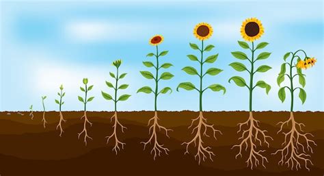 Système racinaire du tournesol