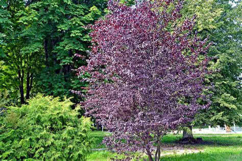 Illustration comparative Prunus cerasifera et Prunus laurocerasus