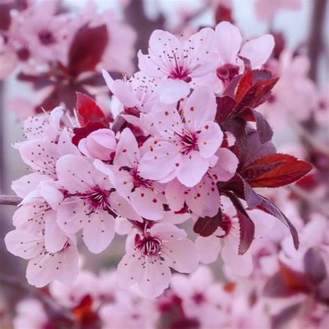 Schéma de floraison du Prunus cerasifera