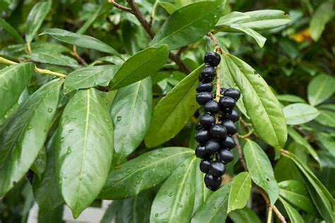 Comparaison toxicité Laurier Cerise fruits vs feuilles