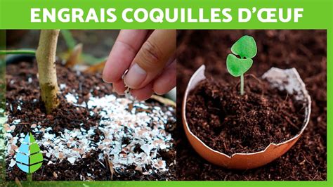 Infographie présentant les bienfaits des coquilles d'œufs pour le compost et les plantes