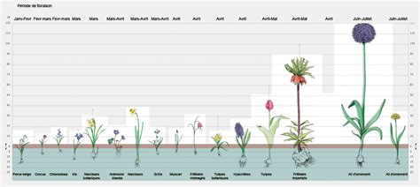 Diagramme illustrant la profondeur de plantation recommandée pour l'Amorphophallus konjac