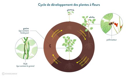 Schéma du cycle de croissance annuel de l'Amorphophallus konjac