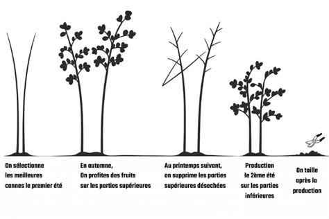 Infographie comparant les cycles de production des framboisiers remontants et non remontants