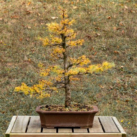 Bonsaï avec des bourgeons naissants après réanimation