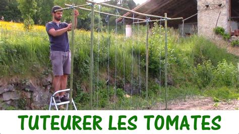 Exemple de tuteurage de plants de tomates