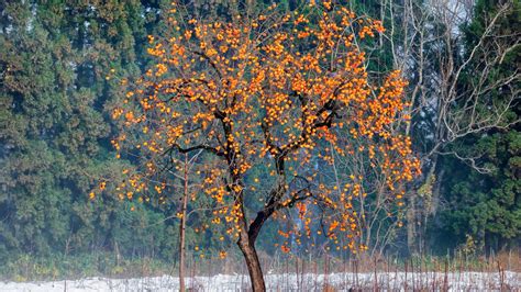 Un plaqueminier chargé de fruits orange en hiver