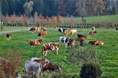 Prairie verdoyante avec des vaches en pâturage