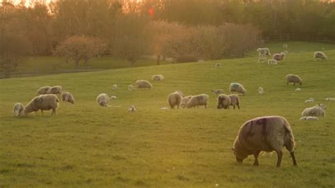 Moutons broutant dans un champ sous des arbres