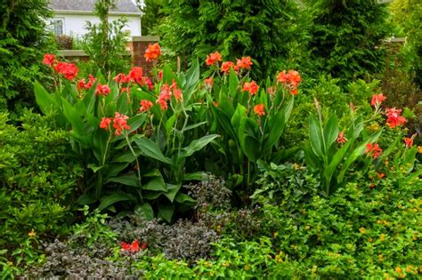 Canna en pleine terre
