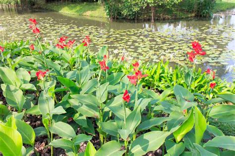 Plantation de rhizomes de cannas